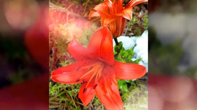 My beautiful summer garden flowers смотреть онлайн