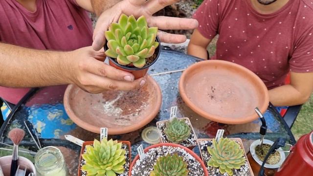 Mantenimiento, Reproducción y muchos tips sobre agavoides. Parte II. #terrasuculenta #suculentas смотреть онлайн