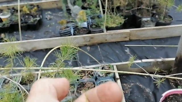 Как я размножаю хвойные растения черенками.