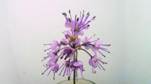 【辣韮】ラッキョウの開花（花の開花＃526）/ Flowering Allium chinense (Timelapse)