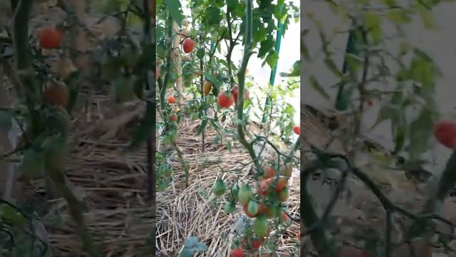 Томат Американский ребристый??? 2018 год. смотреть онлайн