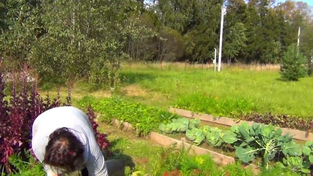 ВЛОГ ВПЕРВЫЕ СОБИРАЕМ КАРТОШКУ/ НАШИ НОВЫЕ КУРОЧКИ/ ОГОРОД 2020/ ИЗ ГОРОДА В ДЕРЕВНЮ/ СЕНТЯБРЬ 2020 смотреть онлайн