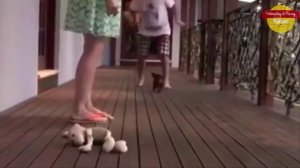   Милый щенок Щенок Видео защищать ее владельца  _Cute Puppy Videos Puppy Defend Her Owner