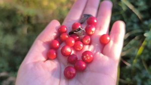 Море брусники в лесу / Lingonberries in the forest/ 森林里的越橘 😄