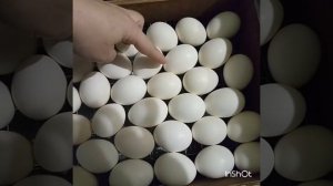ДЕБЮТ ИНКУБАЦИИ - НАКЛЕВ, 20-й день инкубации