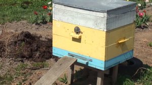 Выравнивание силы пчелиных семей. Alignment of forces of bee colonies.