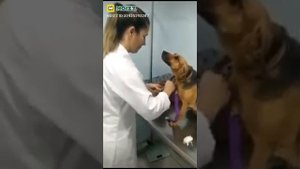 Терплячий собака на прийомі у ветлікаря )