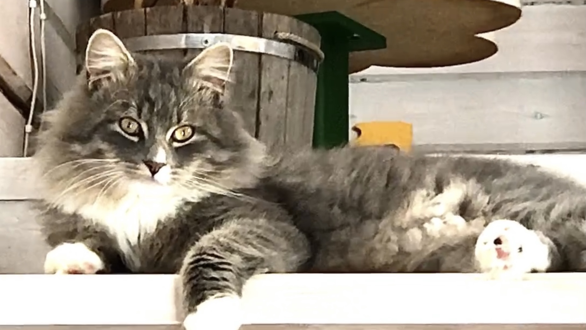 Говорящий кот Ванюша - обсуждаем последние новости смотреть онлайн