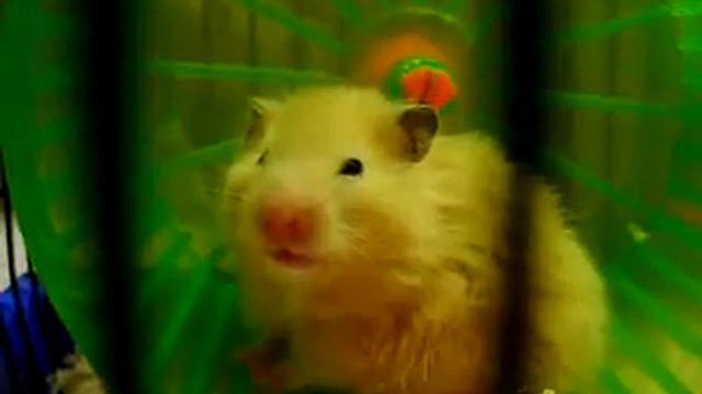 Хомяк зевнул смотреть онлайн