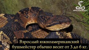 Бушмейстер змея
