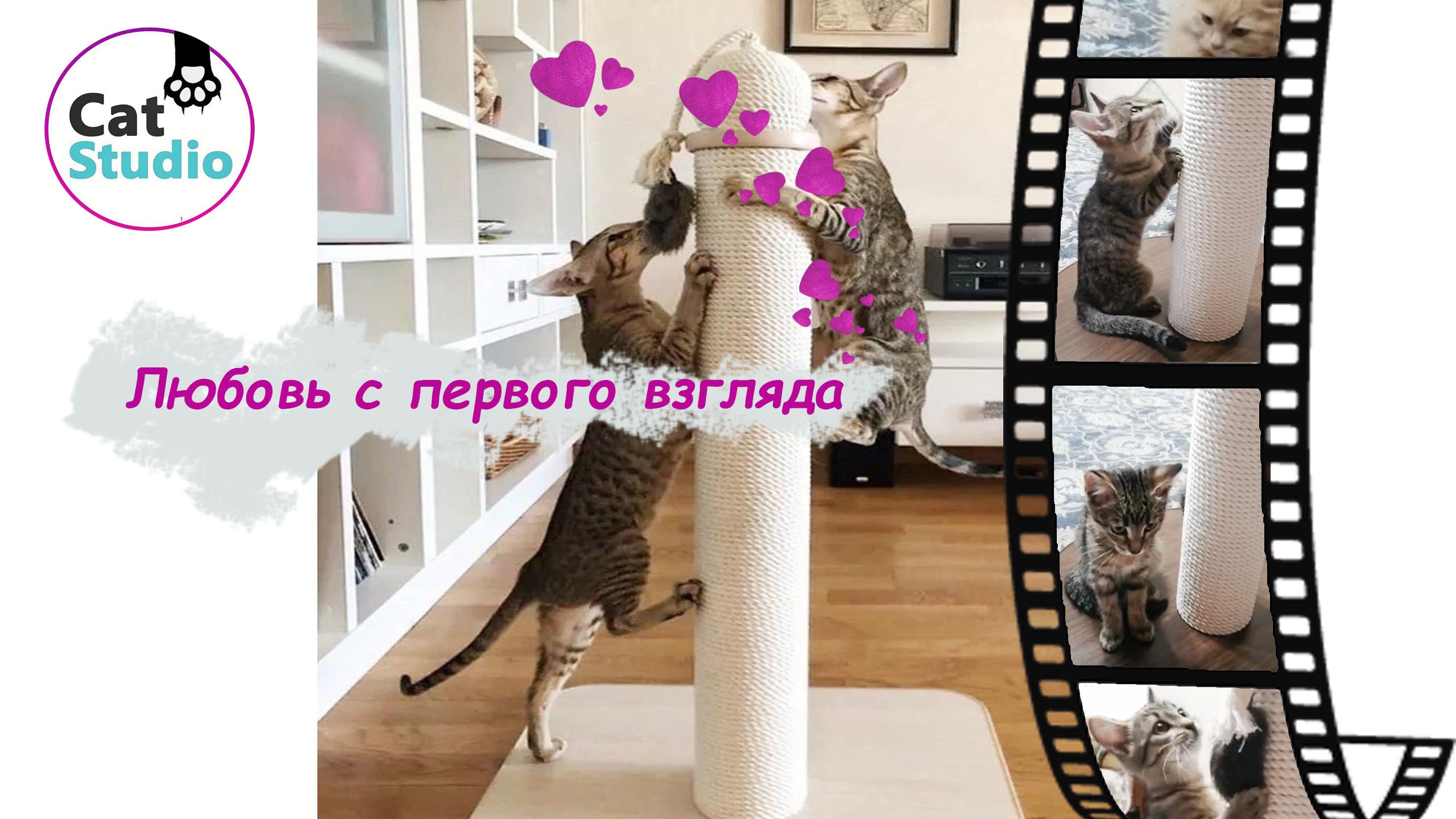 Незаменимая вещь в каждом доме, где живут коты ?