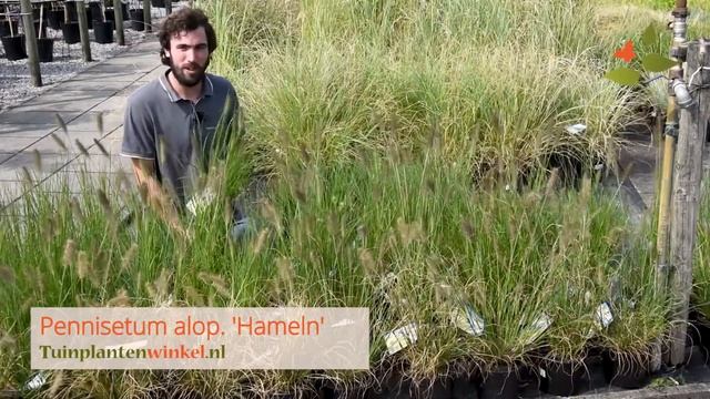 Pennisetum alopecuroides 'Hameln' of lampenpoetsersgras - informatie смотреть онлайн