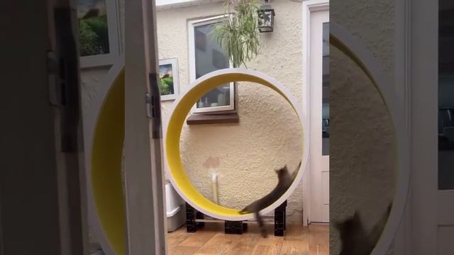 Как он до этого додумался?