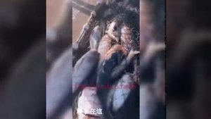 Китайцы ловят рыбу на Байкале