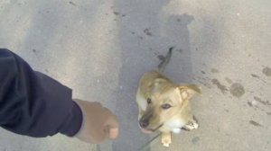 135. Как приучить собаку к поводку. Щенок и поводок