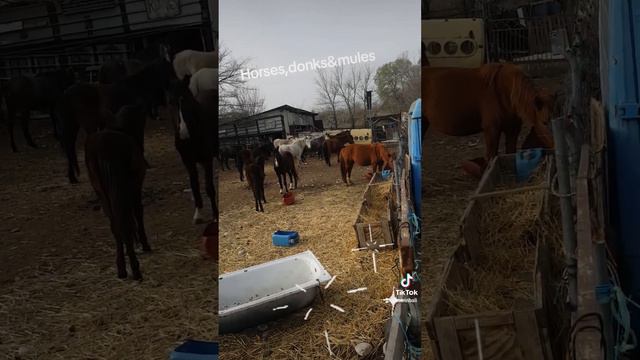 SWEET BOYS AND GIRLS KATERINA'S FARM #animals #donkeys #horseriding