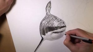 DRAWING the Great White Shark