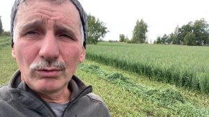 3-й укос люцерны 2022