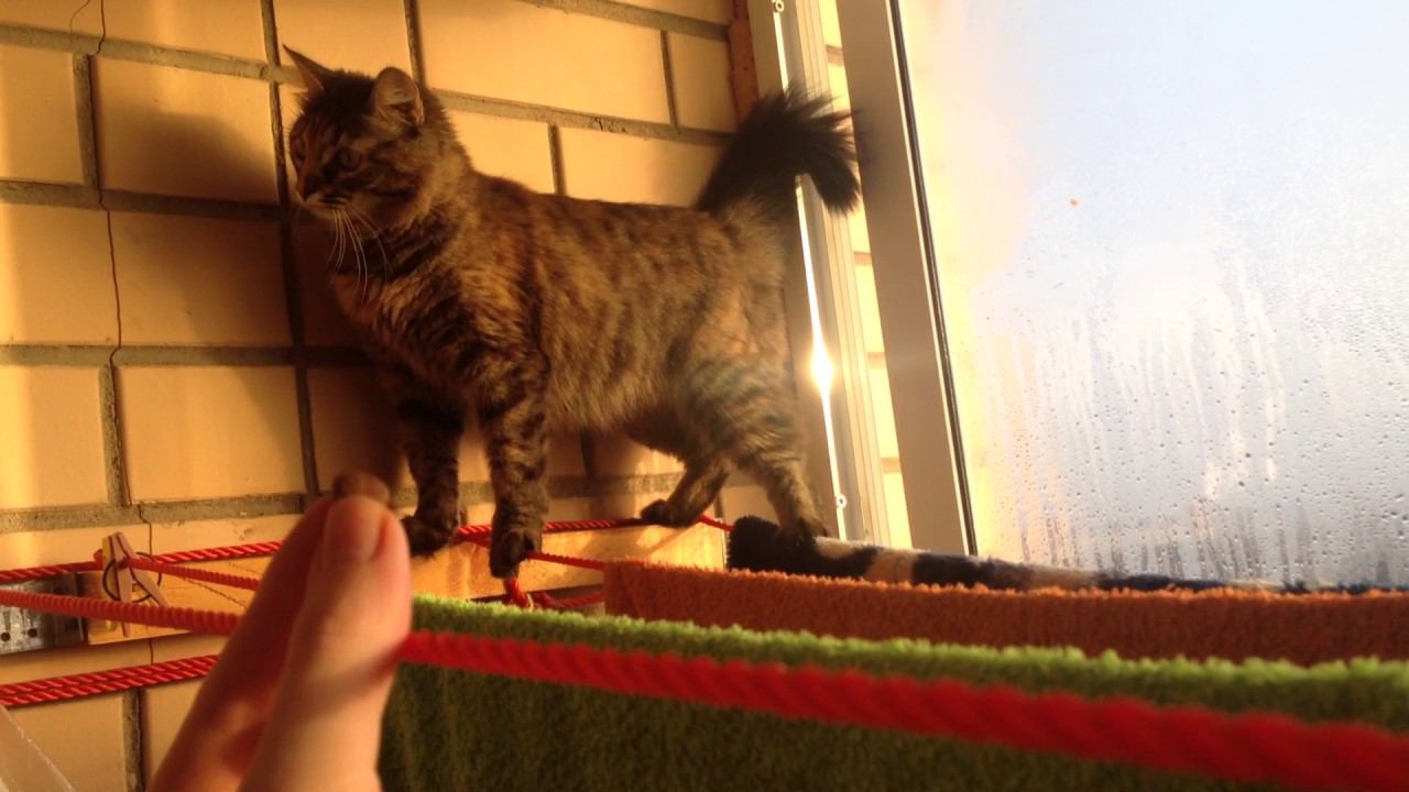 Возьмёт ли нас Куклачёв к себе?