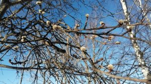 Хабаровск, 14 декабря, лютые морозы - обильно цветёт ива...