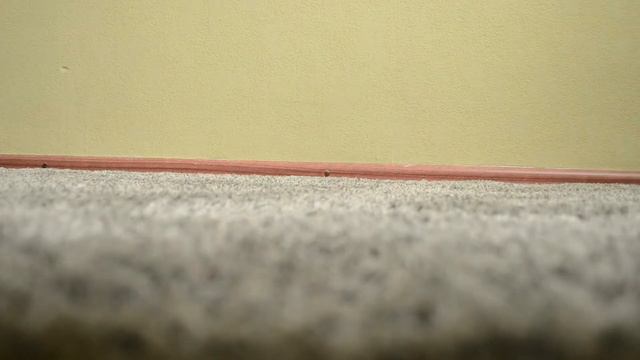 NESTORTOP остался один дома! Один дома в реальной жизни!(Мой первый монтаж!) смотреть онлайн