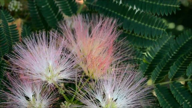 A Mimosa Tree in Full Bloom смотреть онлайн