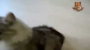 КАК ПРИКОЛЬНО РУГАЮТСЯ КОШКИ И КОТЫ!