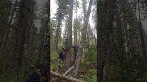 кедротряс в деле