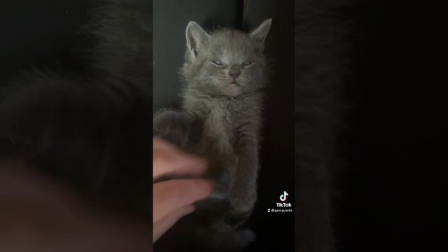 Cat Кошки Котята Коты #Shorts 1356.mp4