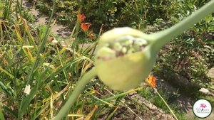 ВСЕ О ЧЕСНОКЕ