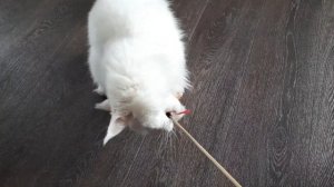 ЖИЗНЬ С МЕЙН КУНАМИ/ КОЛТУНЫ / НАШИ БУДНИ