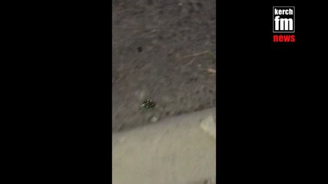 В Керчи подростки заметили светящегося паука смотреть онлайн