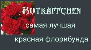 Rotkappchen.Самая лучшая красная флорибунда.