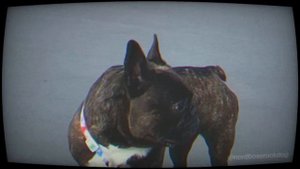 Nord Boss Bulldog Skater Smartest Dog Бульдог Скейтер Норд на ВДНХ