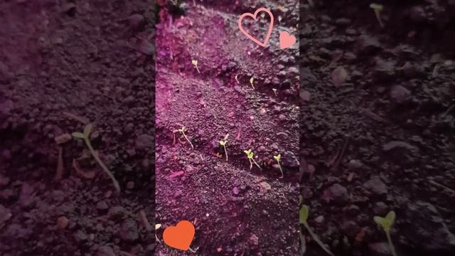 #петуния ПЕТУНИЯ ИЗ ПРОФСЕМЯН ВСХОДЫ #изсемян #профсемена #всходы #петунияизсемян #петунии #наизнан