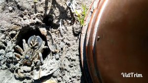 Тарантул поселился на даче. Сезон тарантулов-2018. \ caught a tarantula