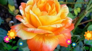 Роза чайно-гибридная Тропикал Сансет. Краткий обзор, описание характеристик Tropical Sunset