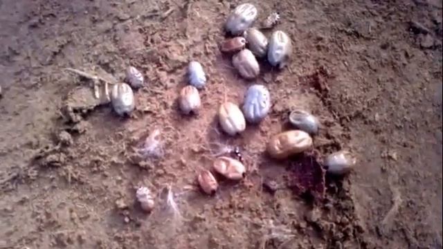 Паразиты "Клещи"живущие на домашних животных смотреть онлайн