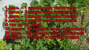 Сок чистотела и его использование