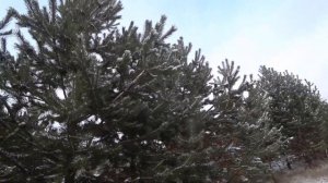 ЗИМНИЙ ЛЕС В ДЕРЕВНЕ ДОБЫЧА СОСНОВОЙ ШИШКИ ЧАСТЬ 1