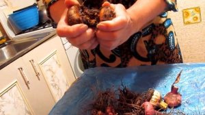 Как сохранить луковицы гладиолусов до весны.Gladiolus.