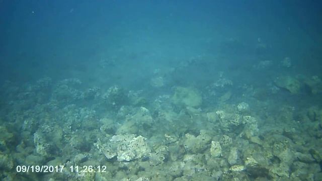 В поисках Немо... смотреть онлайн