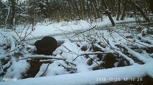Бобр 20 10 16 Висимский заповедник, другой ракурс