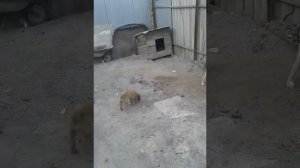 Щенок Алабай против сабаки