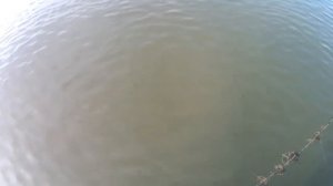 Судак на перемет.№105