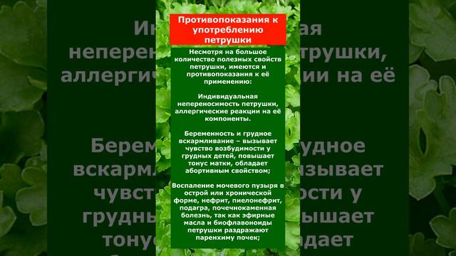 Противопоказания к употреблению петрушки