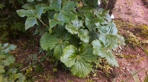 Роджерсия и Подофилл-экзотические растения моего сада.#дачавсоснах.