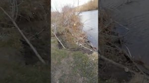 Вырезуб на джиг 2019