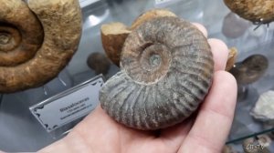 Спешите увидеть! Гигантский аммонит в Ливадии