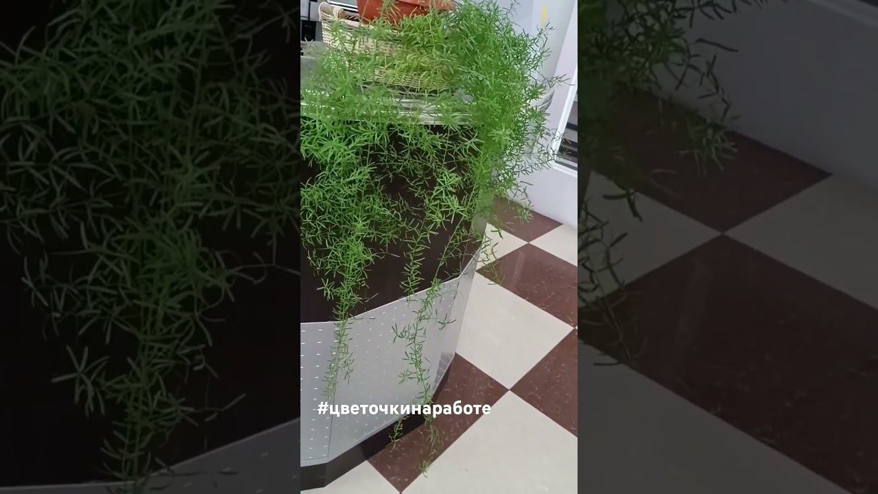 #цветочкинаработе #цветыастрахань